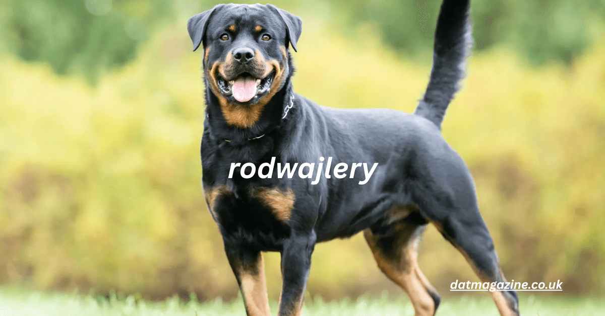 Rodwajlery (Rottweilers) – The Ultimate Guide to History, Care, Training, Health, and Family Life 2025